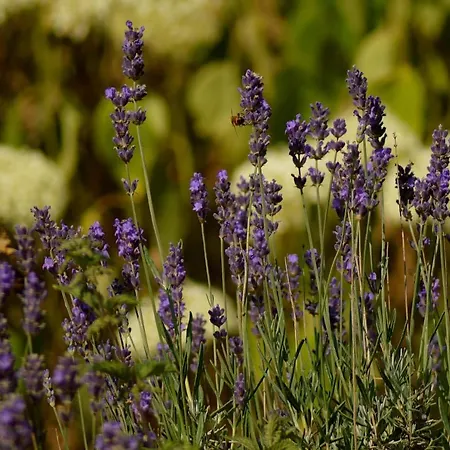 Le Veenbahn Apartament Deidenberg